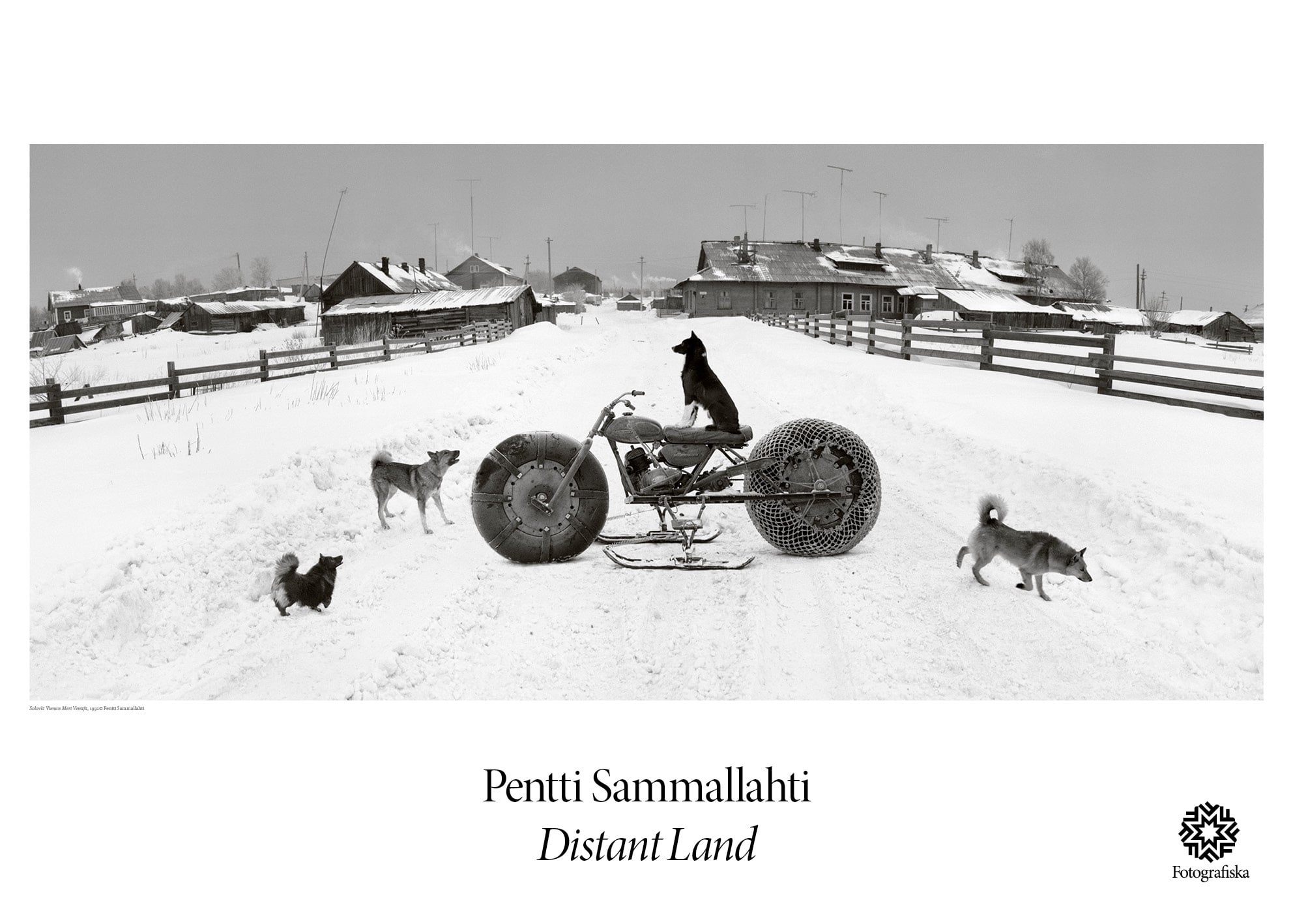 Pentti Sammallahti, Solovoki Vienan Dog #5748