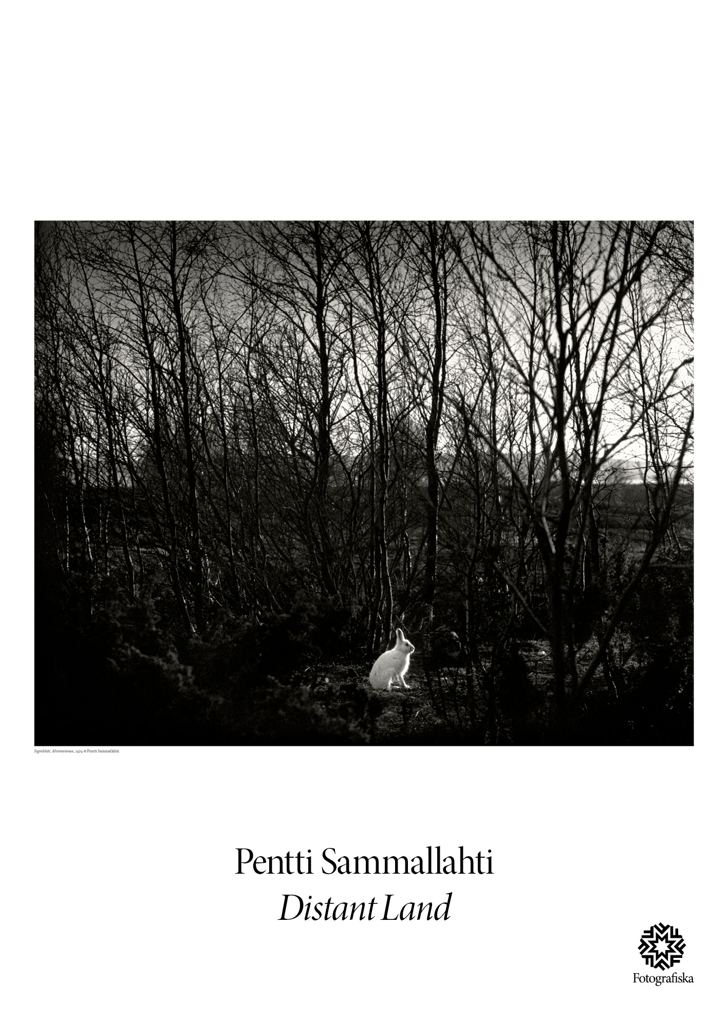Pentti Sammallahti, White Rabbit #5744