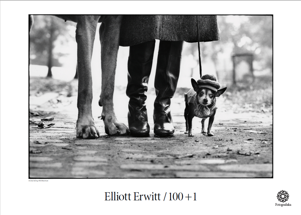 Elliott Erwitt, Dogs #5779