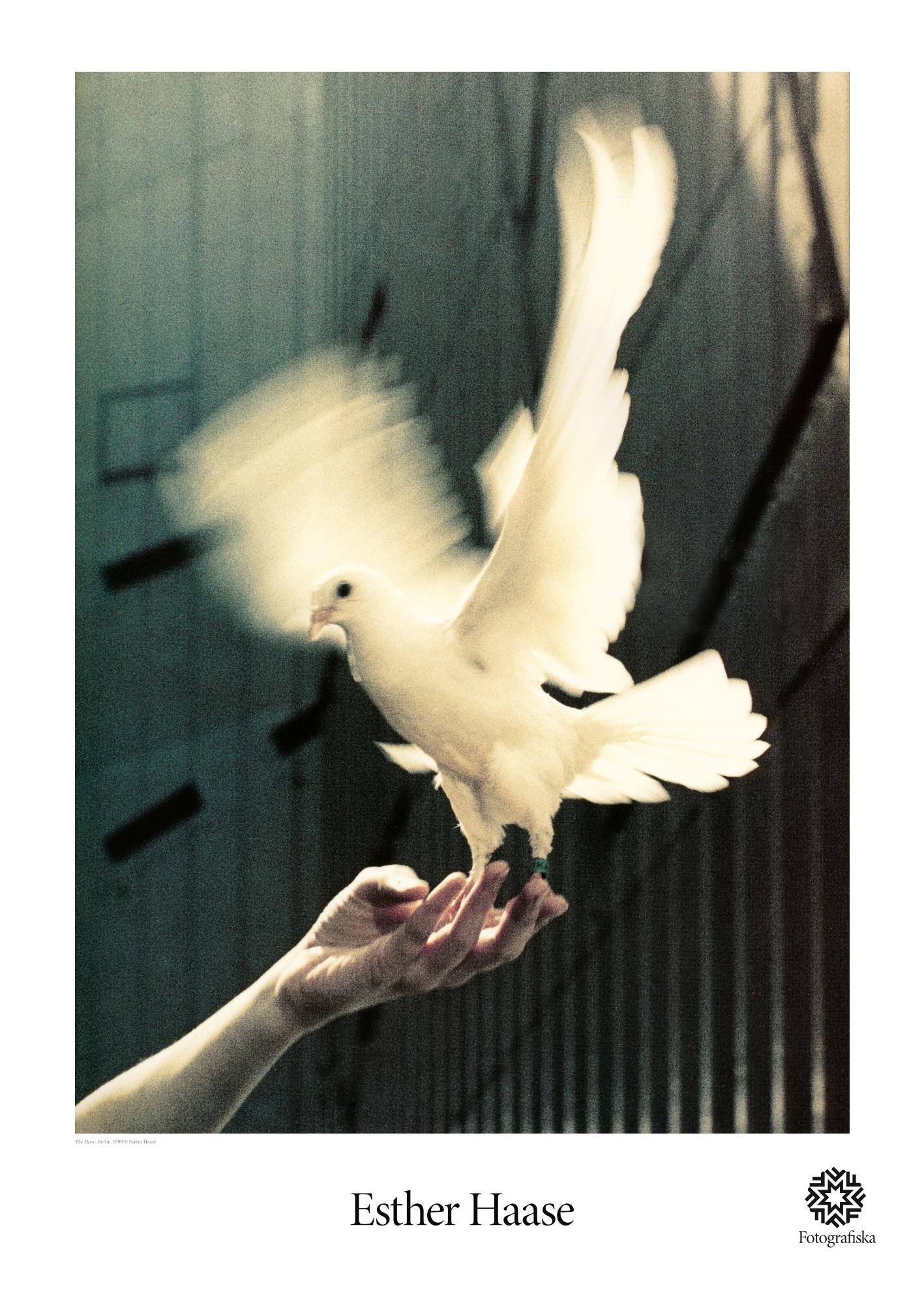 Esther Haase, The Dove #6368